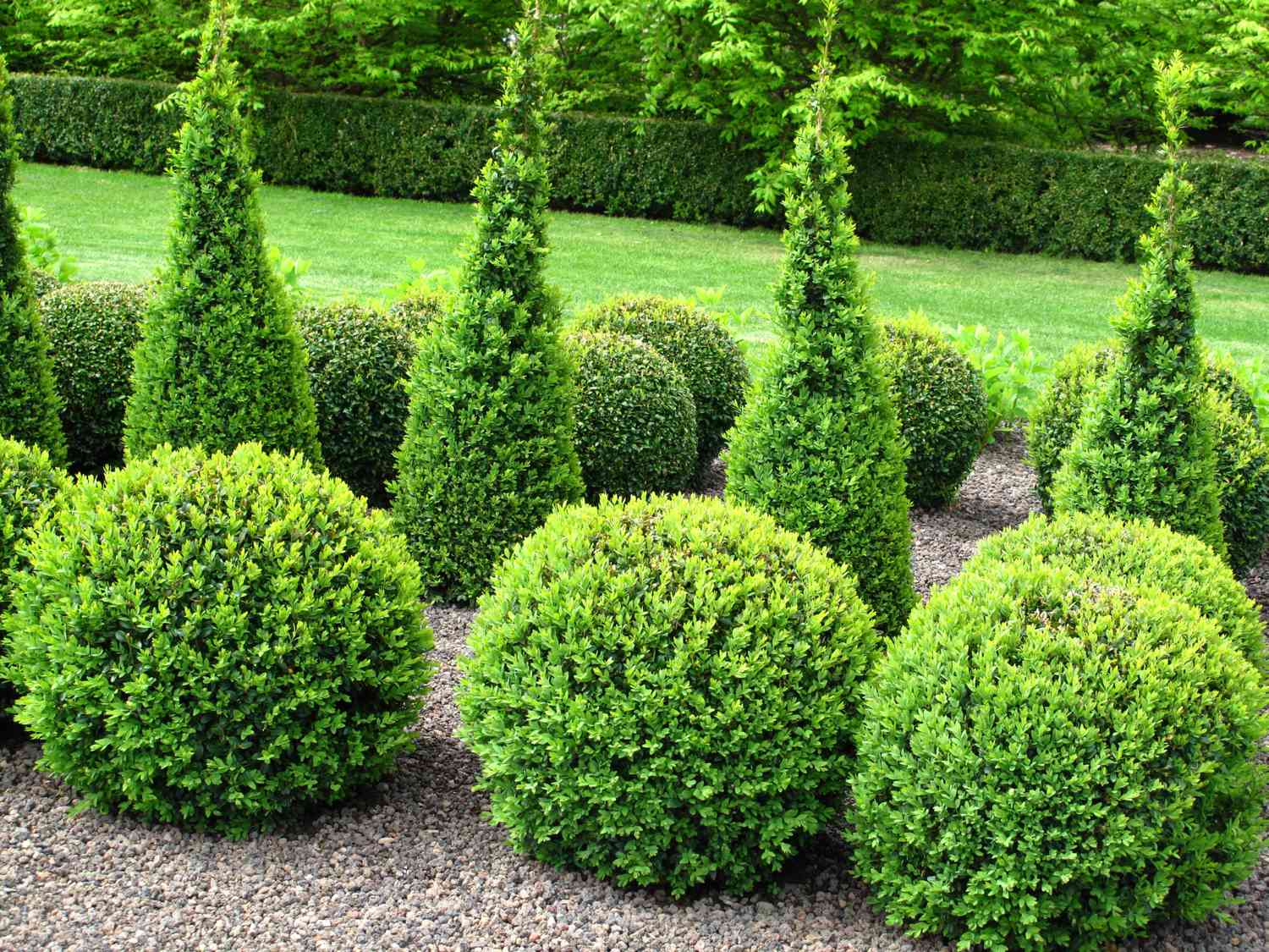 10 Top Evergreen Shrubs to Enhance Your Foundation Planting
