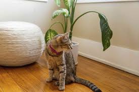 List of Common Plants That Are Poisonous to Your Pets